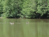 190623071_B_Weiher beim Zwiebelshof