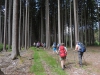 190623075_B_Wald beim Zwiebelshof