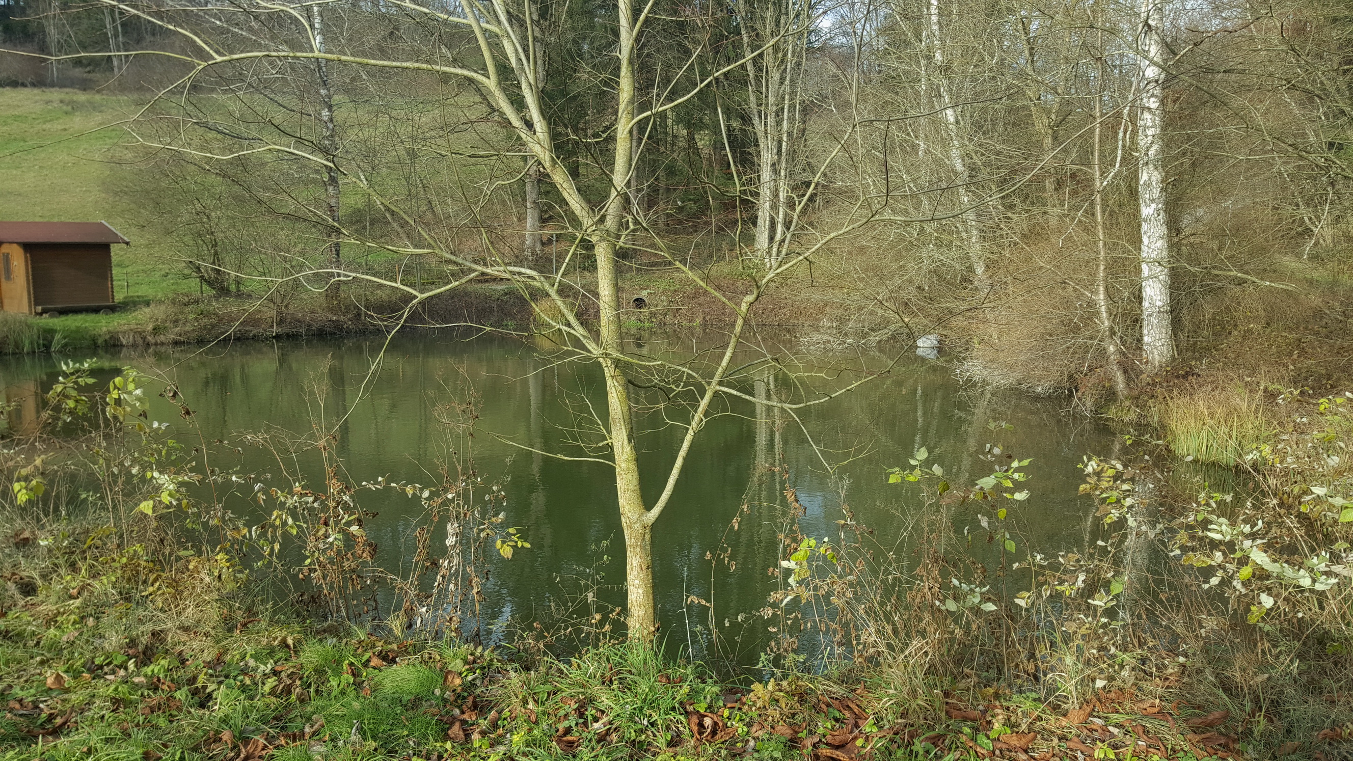 20191208010_B_Fischweiher