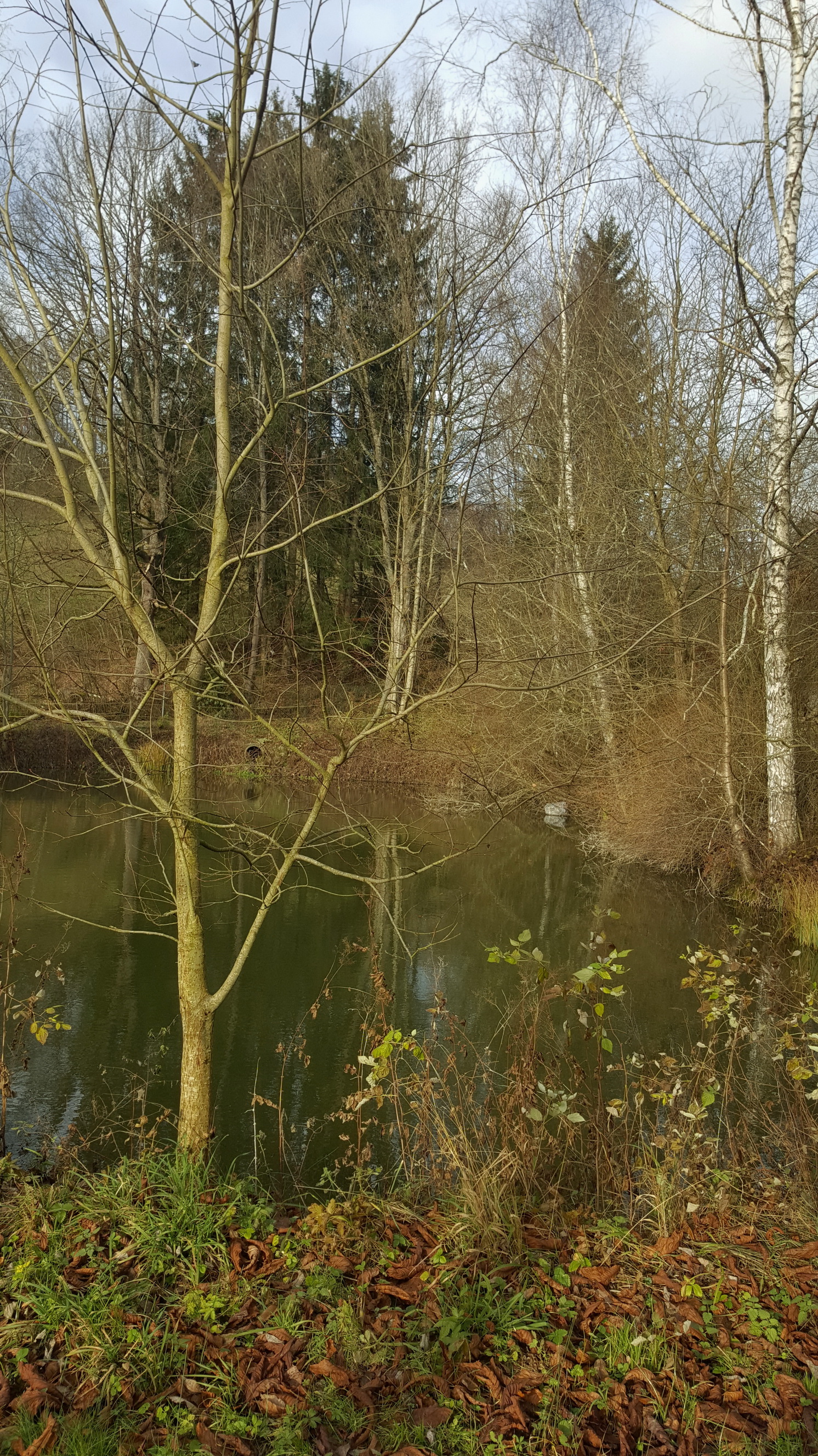 20191208011_B_Fischweiher