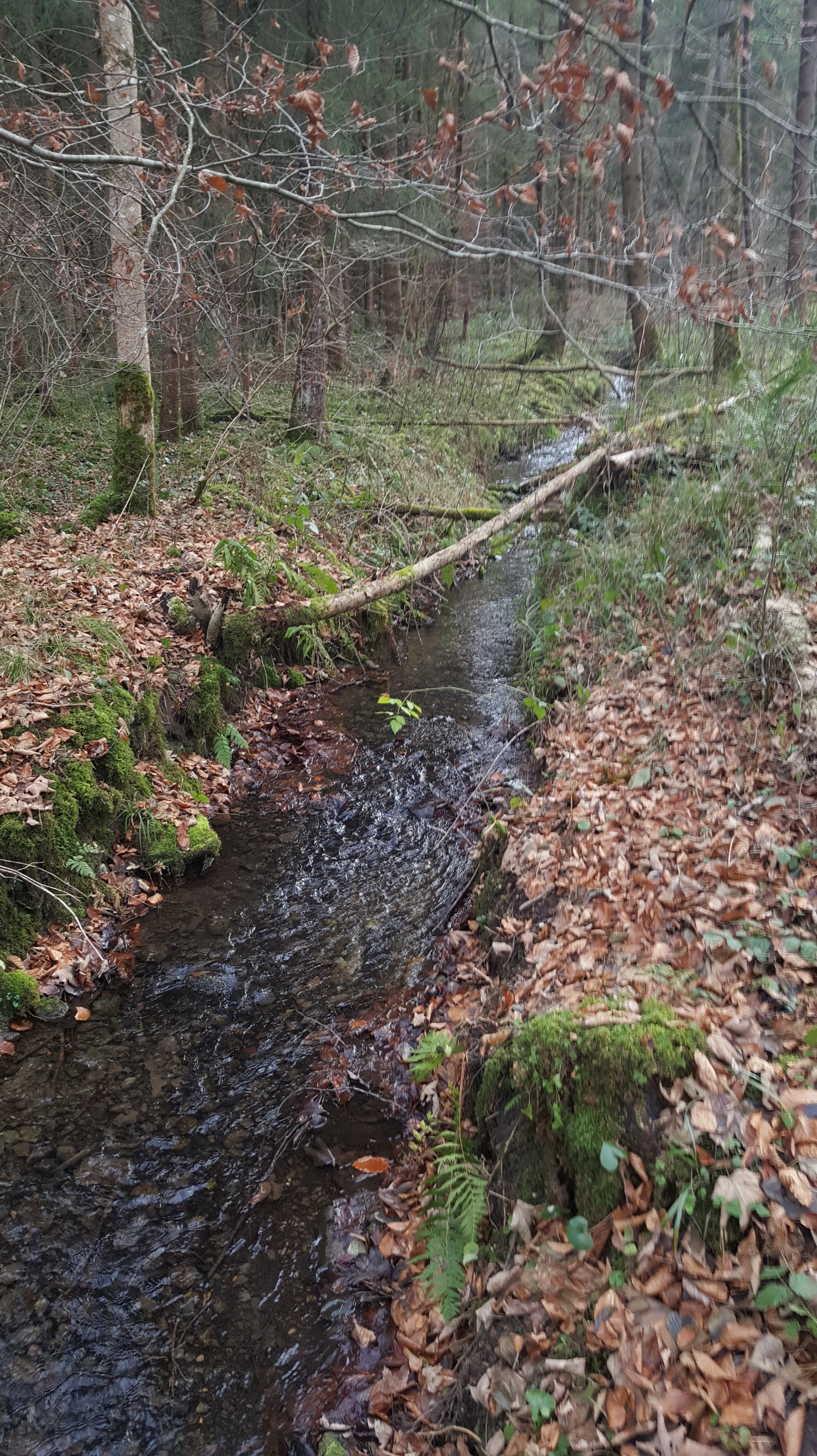 20191208023_B_Seitenbach