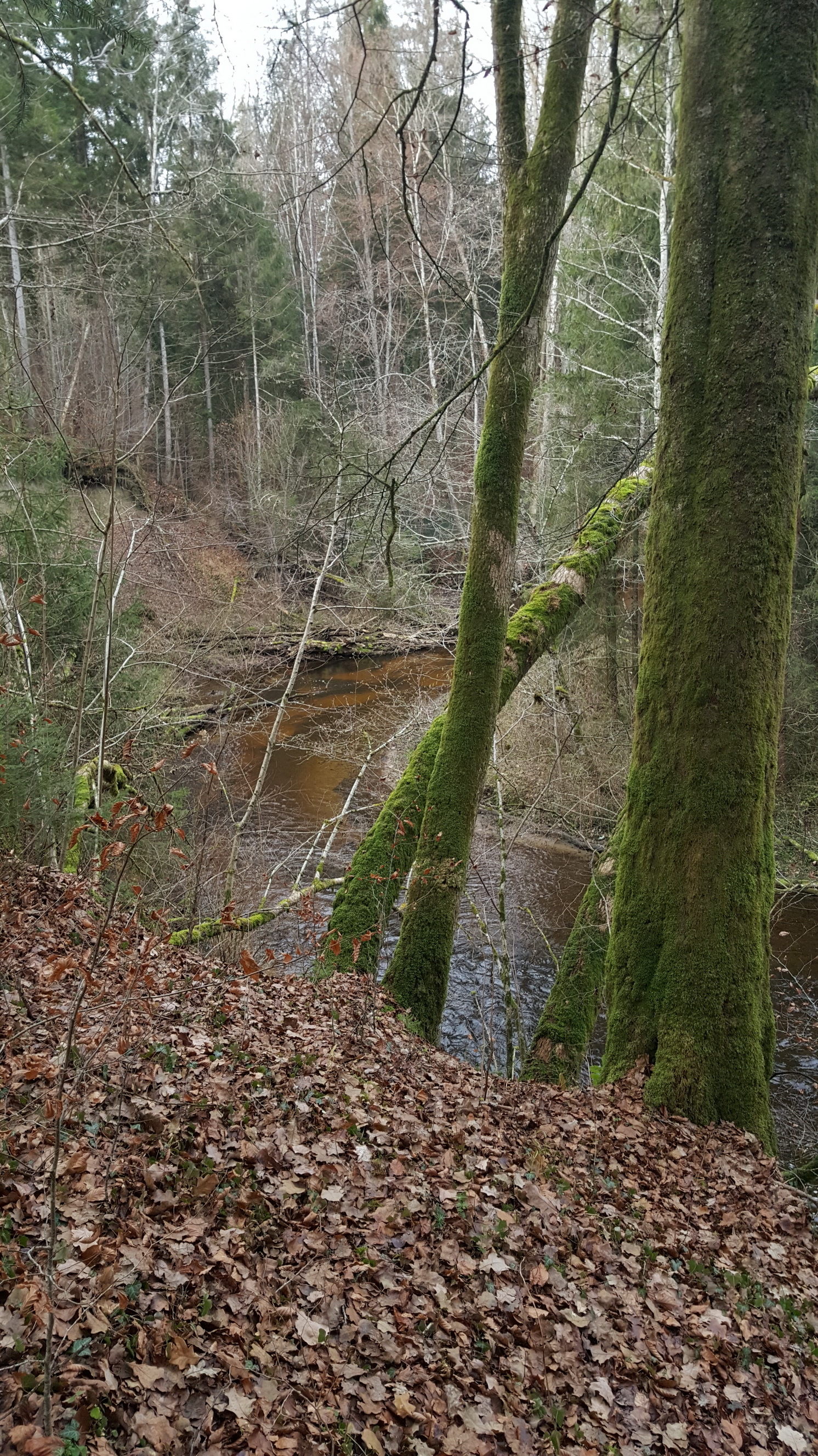 20191208025_B_Wolfegger-Ach