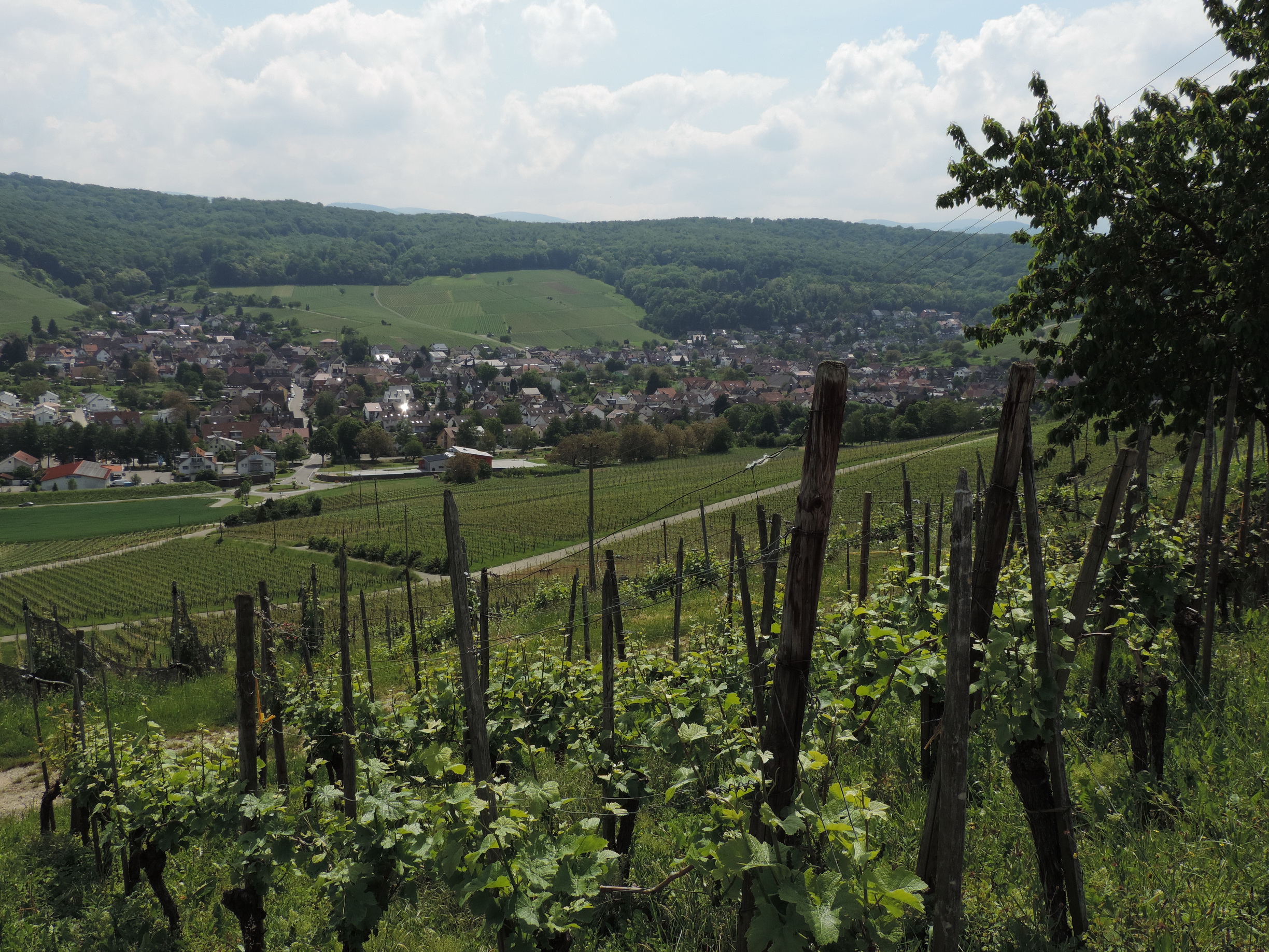 170525061_B_Pfaffenweiler