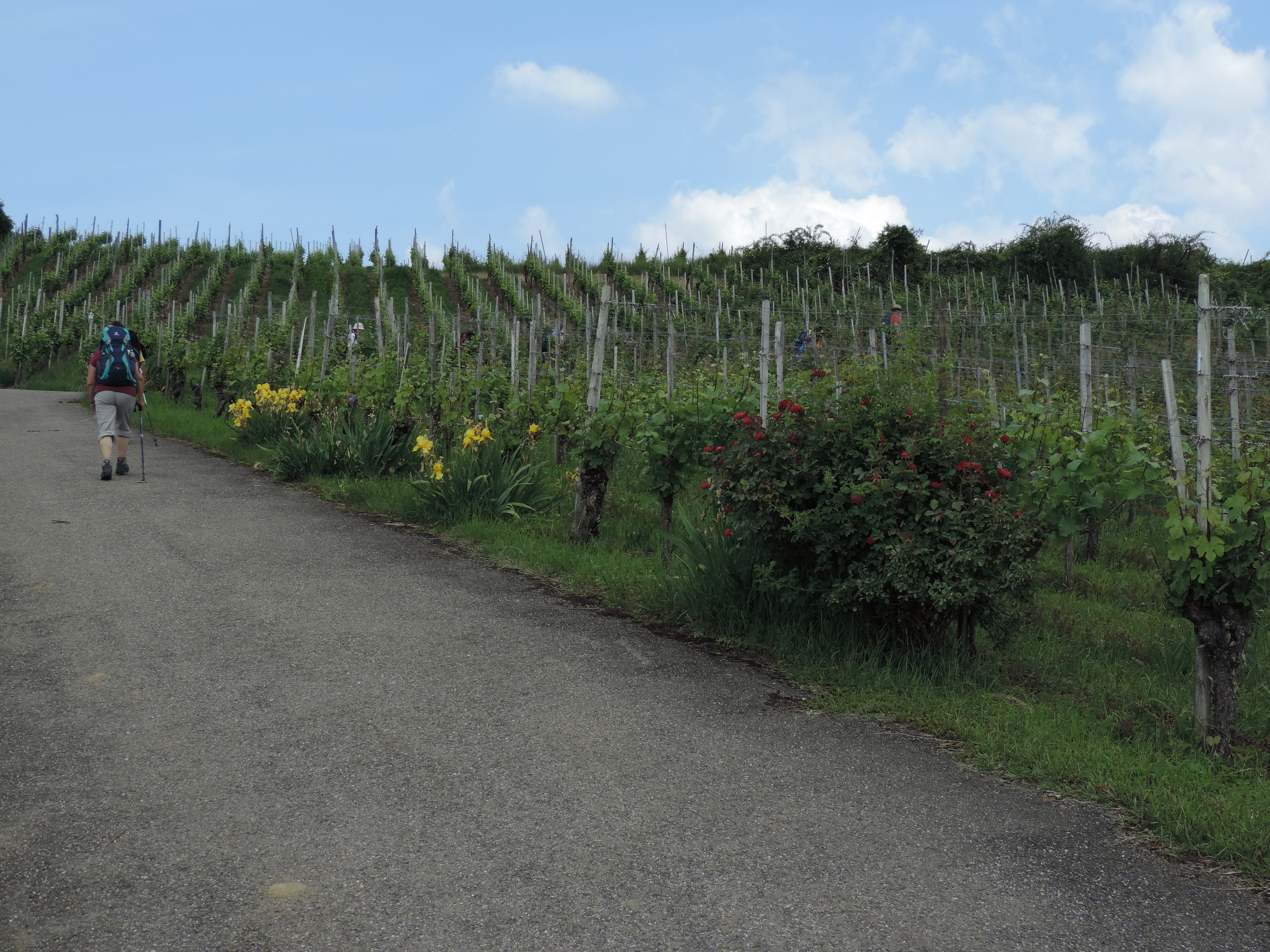 170525111_B_Weinberge