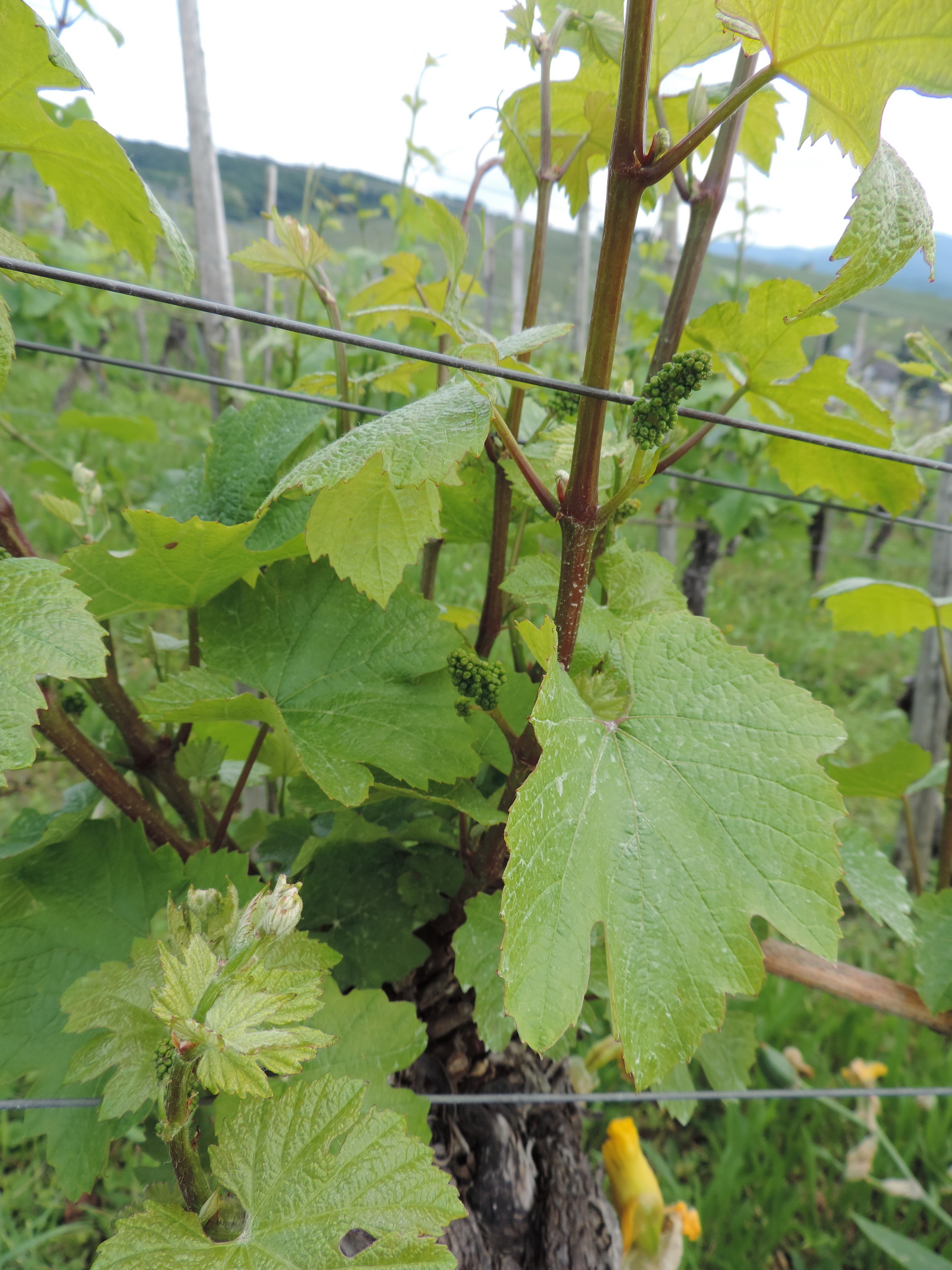 170525114_Blu_Weintrauben