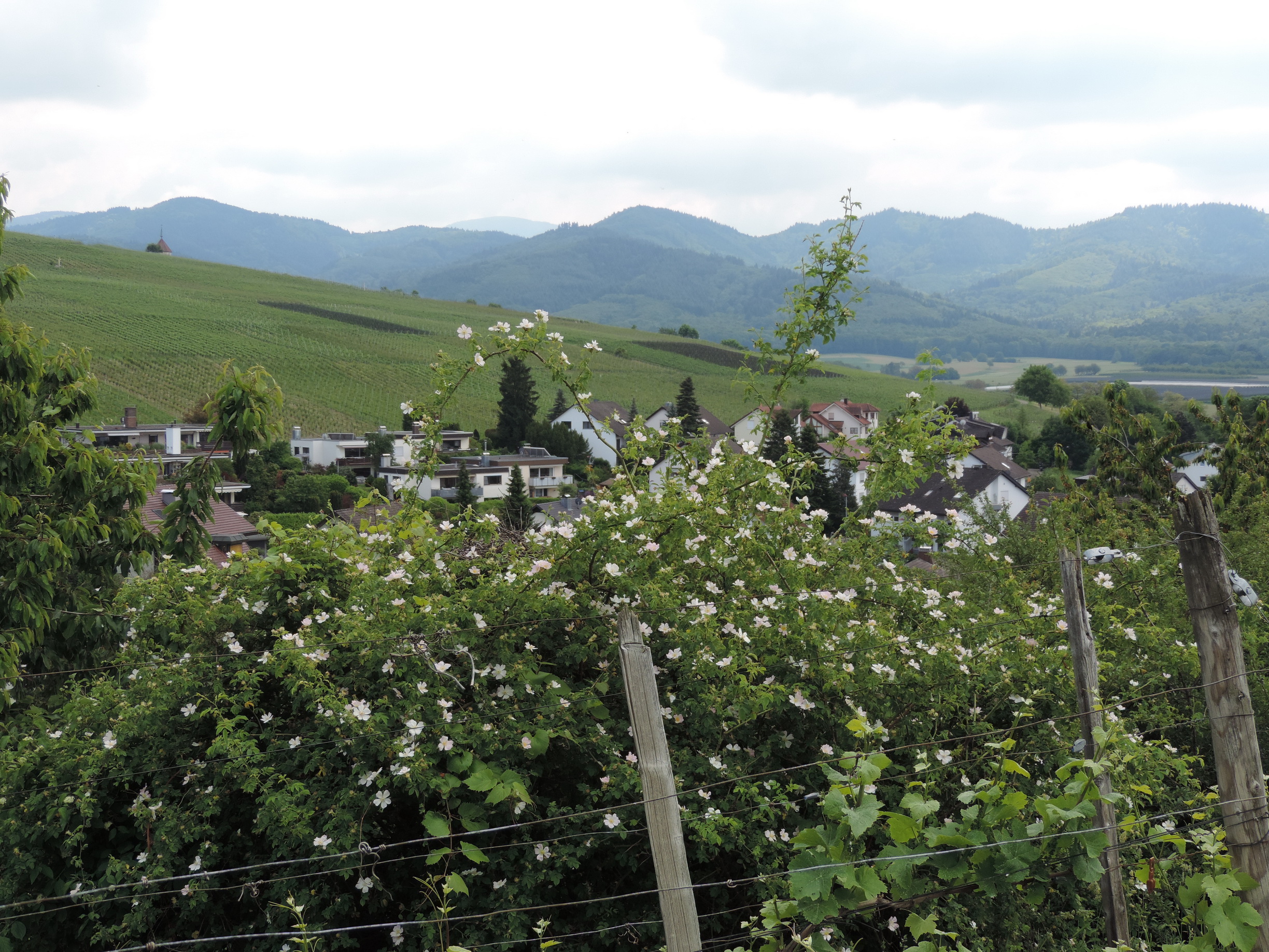 170525116_B_Ehrenkirchen Schwarzwald