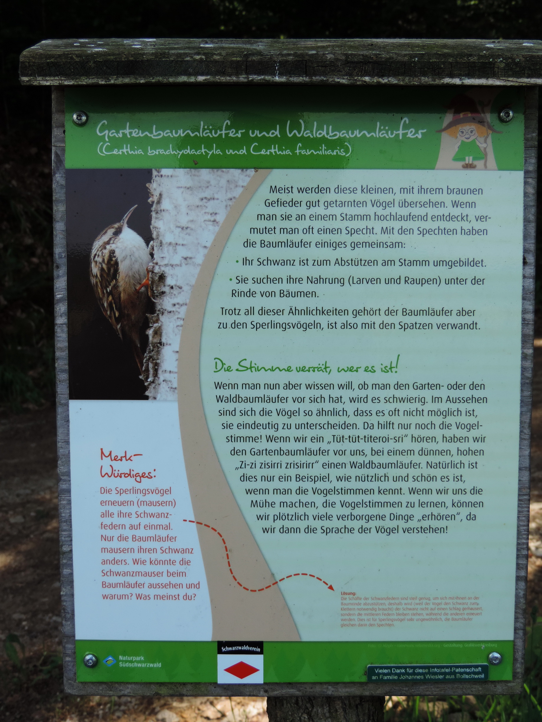 170525130_BSch_Waldbaumlaeufer