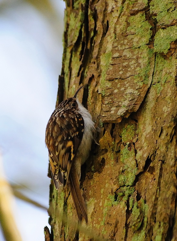 170525130_Bi_Waldbaumlaeufer