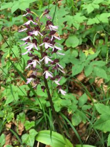 Purpurknabenkraut, Orchis purpurea